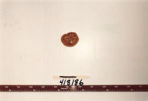 Click for 2 image(s) for this accession. FRUIT